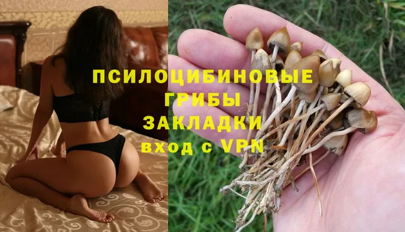 Галлюциногенные грибы Psilocybe  где продают наркотики  Макушино 